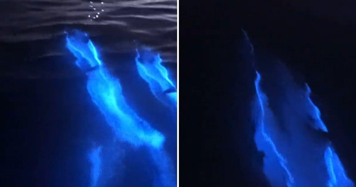 A videographer captured dolphins glowing electric blue while swimming in the glowing waves of Newport Beach, California (Cover Image Source: Instagram | @patrickc_la)