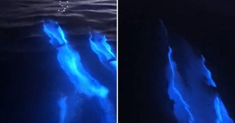 A videographer captured dolphins glowing electric blue while swimming in the glowing waves of Newport Beach, California (Cover Image Source: Instagram | @patrickc_la)