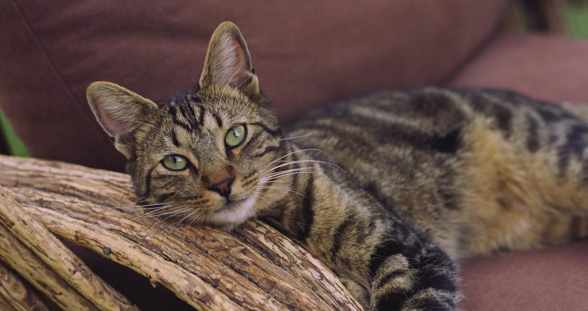 DIY Cat Deterrent Spray to Keep Cats Out of Your Yard