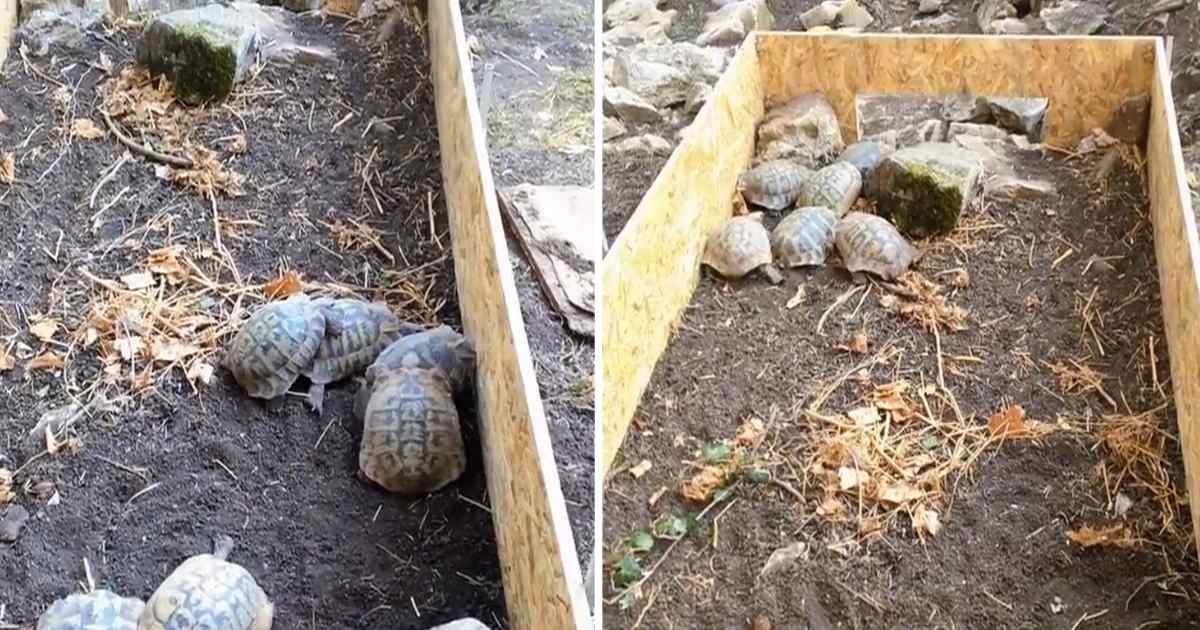 pn/bbaad be cc  dfbd