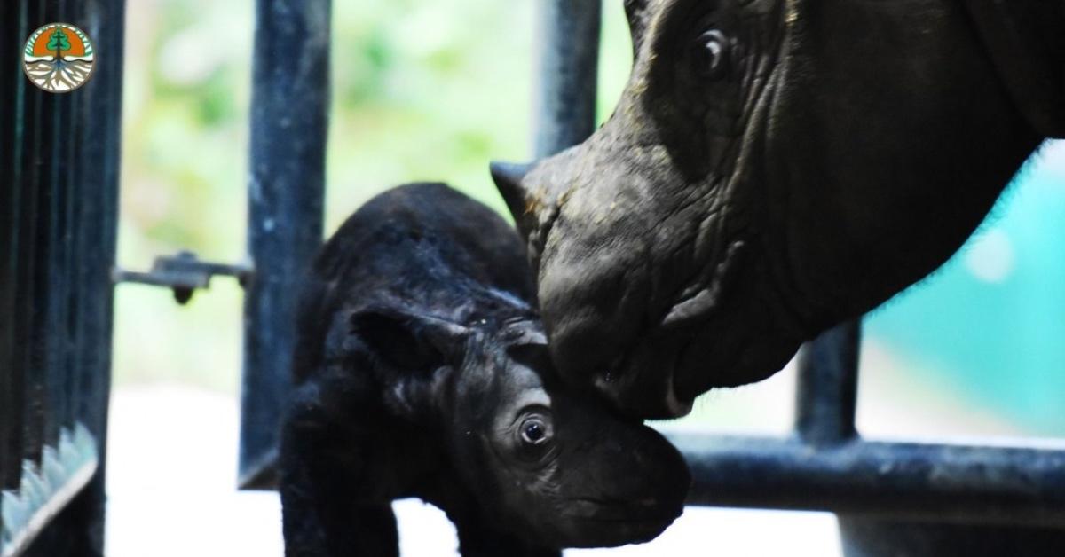 Baby Sumatran rhino born in Indonesia Nov. 2023