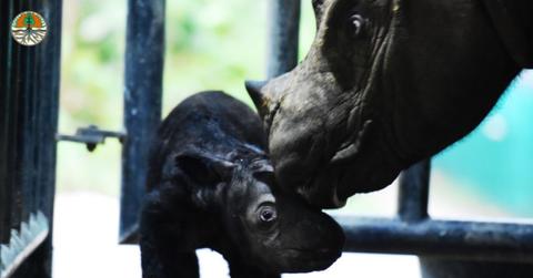Baby Sumatran rhino born in Indonesia Nov. 2023