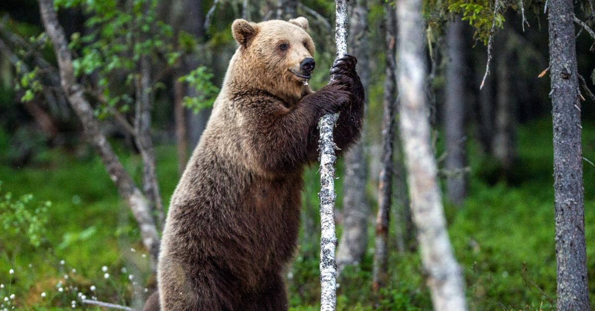 Brown bear stands with a tree.