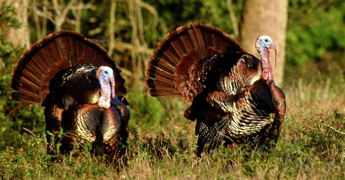 Two male turkeys with their feathers displayed. 