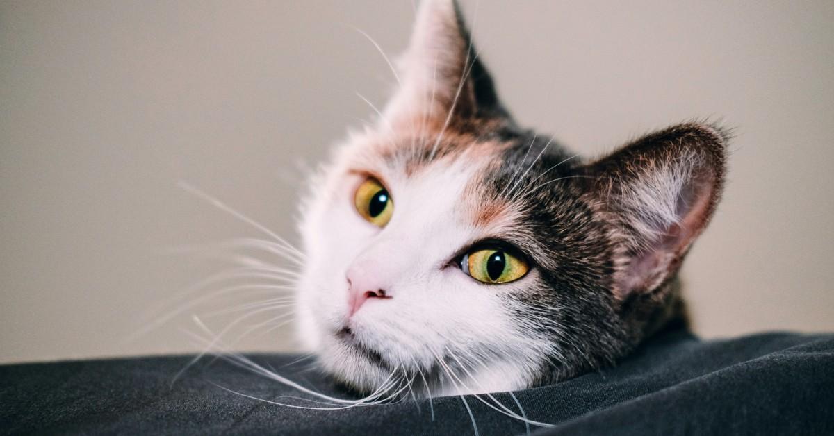 A closeup of a cats yellow and green tinted eyes