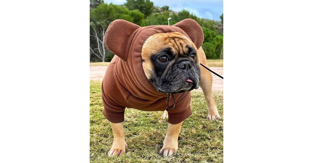 French bulldog in a Teddy bear fleece sweater standing on grass