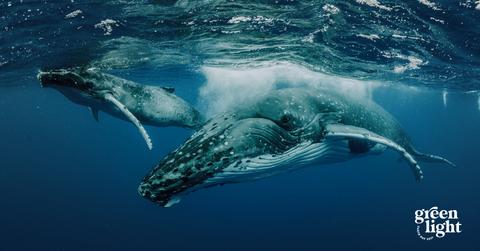 Earth Day Documentaries