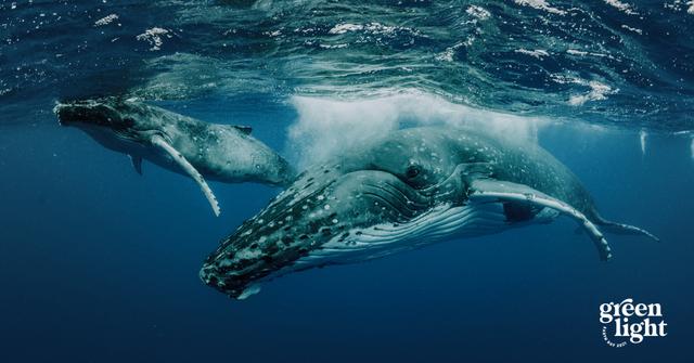 Earth Day Documentaries