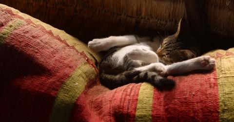 Why does my cat sleep so much?