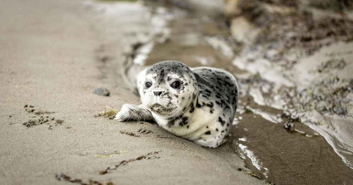White and black seal pup on the shoreline. (Representative Image Source: Pexels | Ruvim Miksankiy)