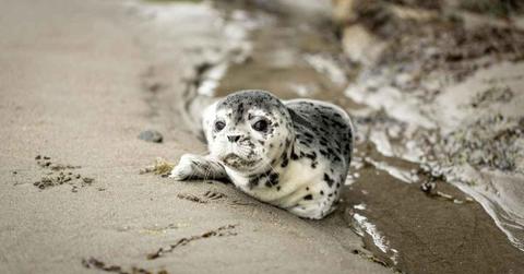 White and black seal pup on the shoreline. (Representative Image Source: Pexels | Ruvim Miksankiy)