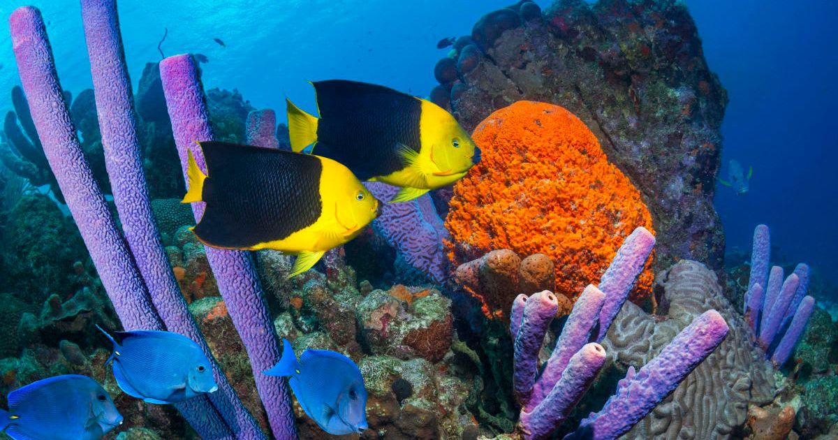 Tropical yellow and blue fish wander around in a cluster of beautiful lavender-colored stove-pipe and elephant-ear sea sponges (Cover Image Source: Getty Images | Georgette Douwma)