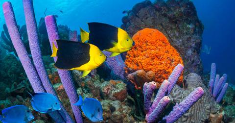 Tropical yellow and blue fish wander around in a cluster of beautiful lavender-colored stove-pipe and elephant-ear sea sponges (Cover Image Source: Getty Images | Georgette Douwma)