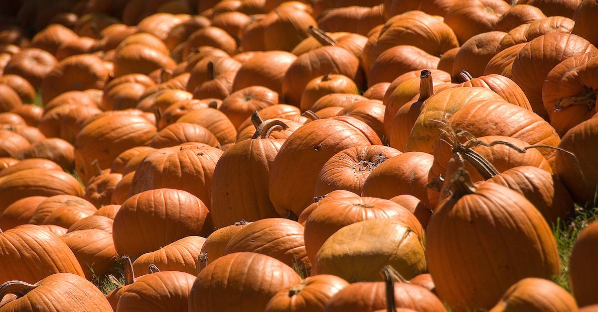 City of Houston collecting Halloween pumpkins for composting