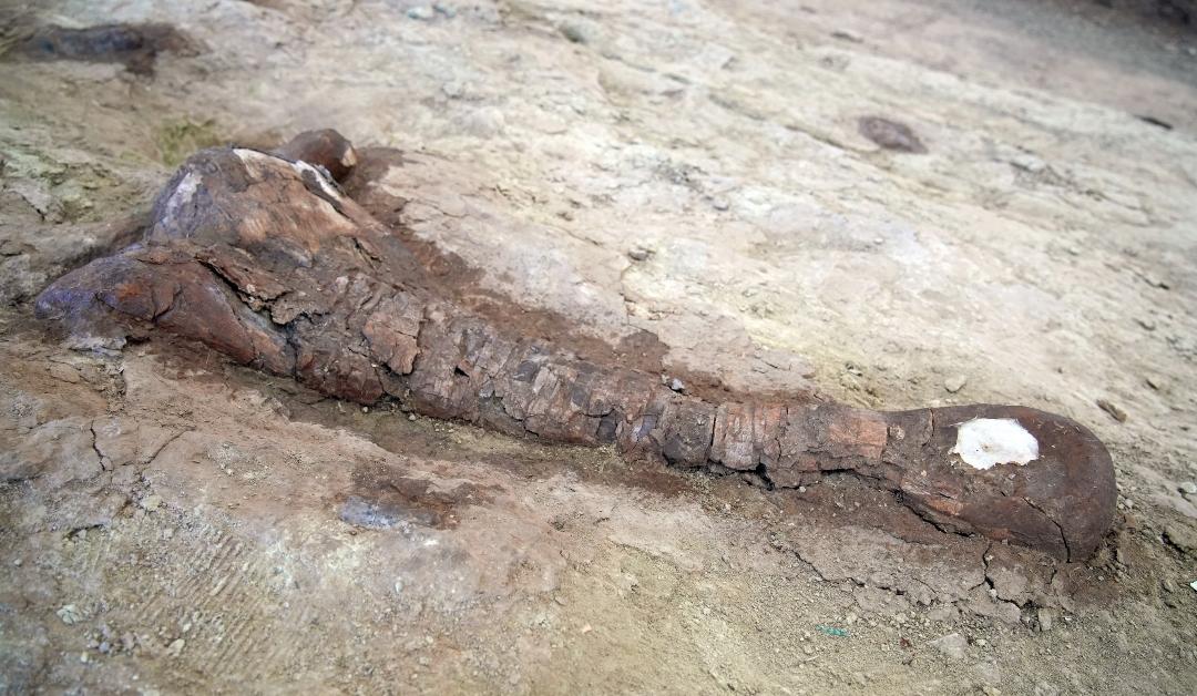 Dinosaur bones at the Laiyang Cretaceous National Geopark in Yantai, Shandong province, China in October 2023