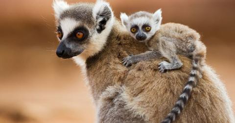 Ring-tailed Lemur with infant riding on back (Representative Cover Image Source: Getty Images | Fioana Rogers)