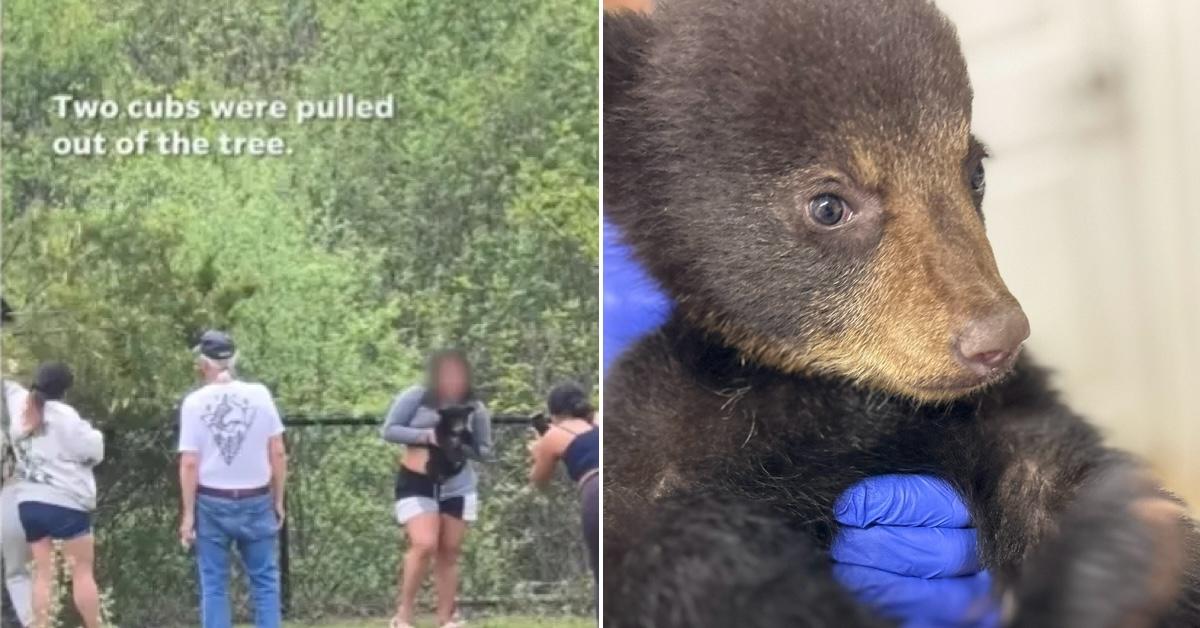 Bear cubs snatched from trees for selfies, bear cub held by gloved hands at Appalachian Wildlife Refuge