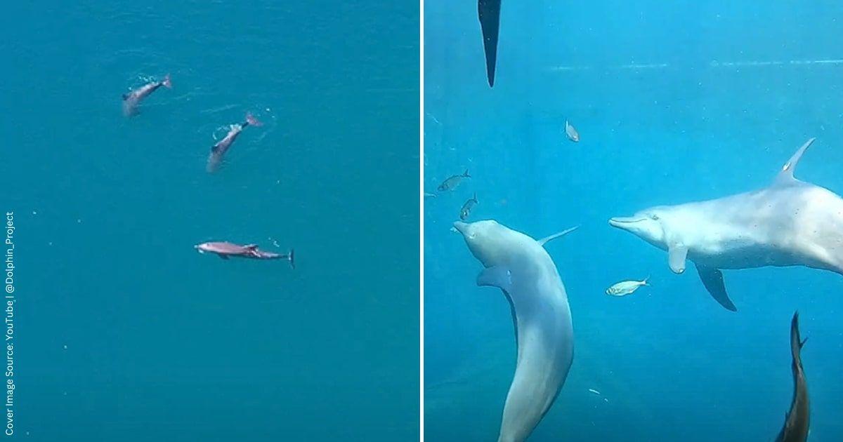 Circus dolphins Rocky, Rambo, and Johnny are enjoying their ocean life. (Cover Image Source: YouTube | @Dolphin_Project)