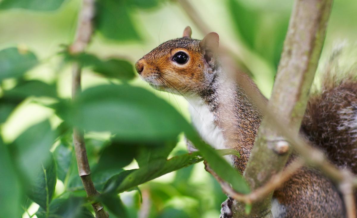 Squirrel in the garden