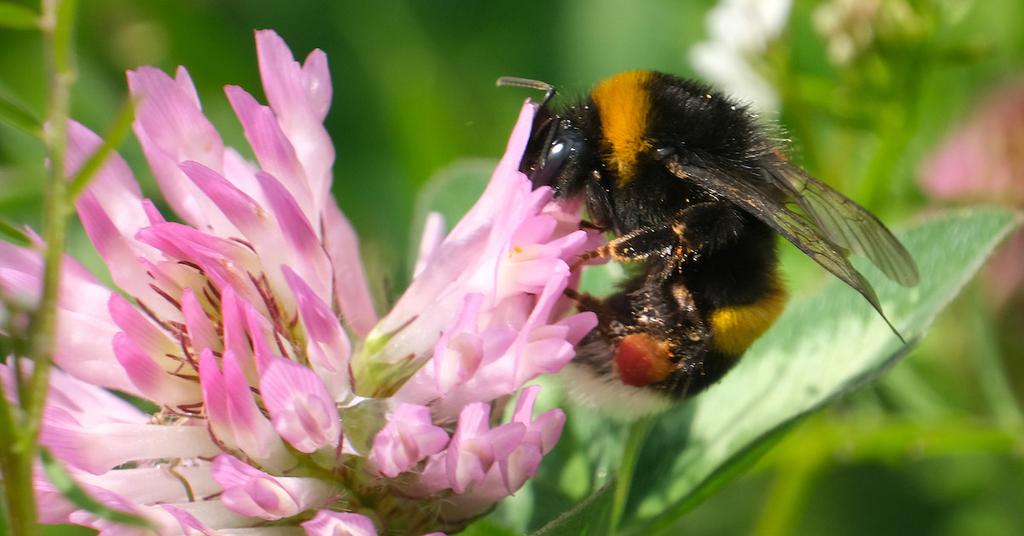 Can Bees Really Smell Fear? Inside the Hive Mind, Explained