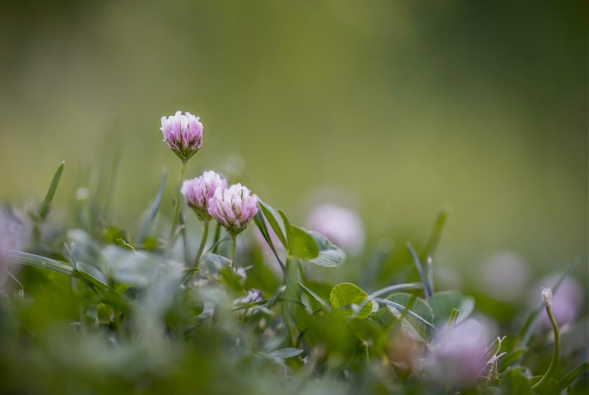 close-up of purple clover