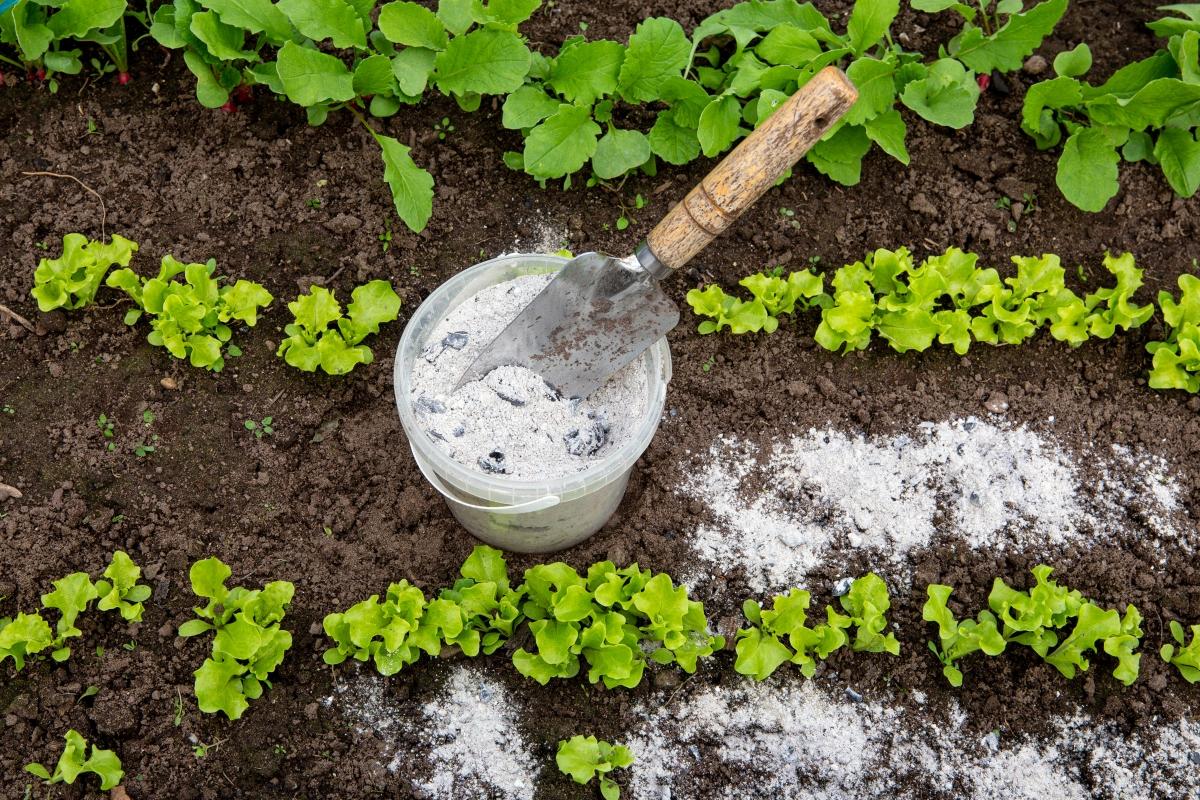 Is Wood Ash Good for Plants?