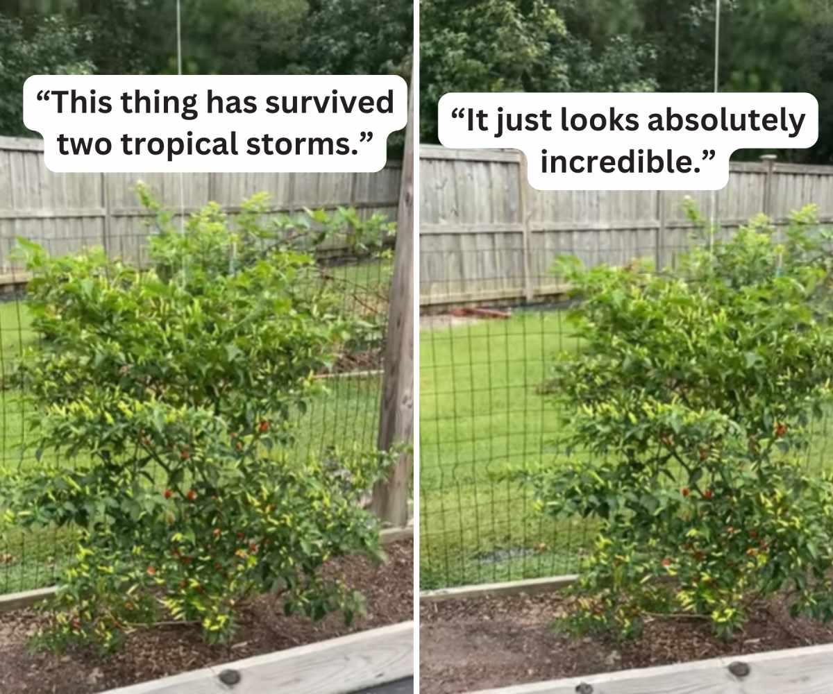 pn/dddf b  bfd bfdfaecd