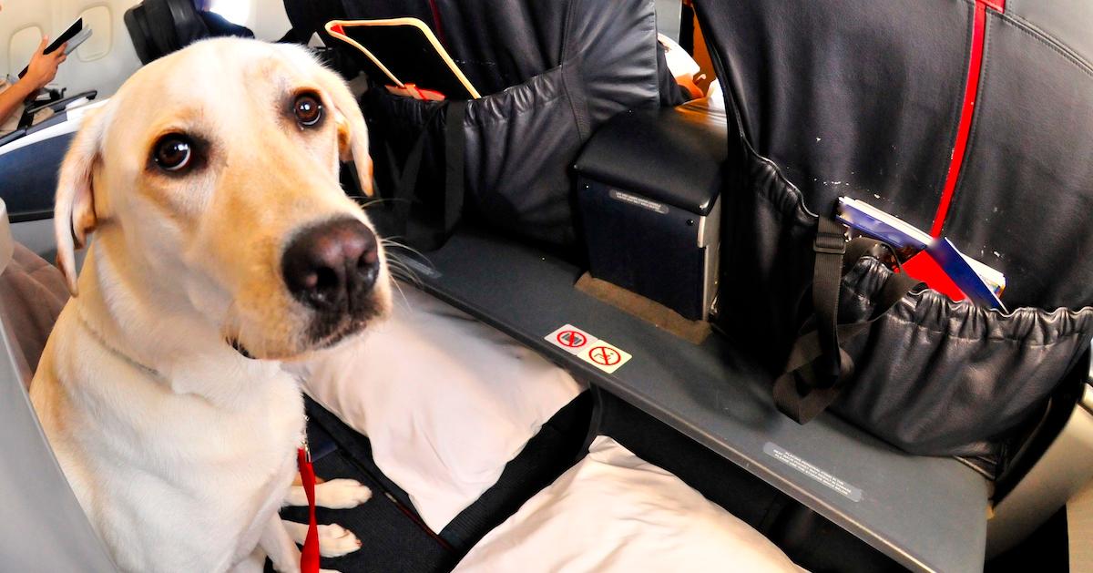 emotional support animal planes