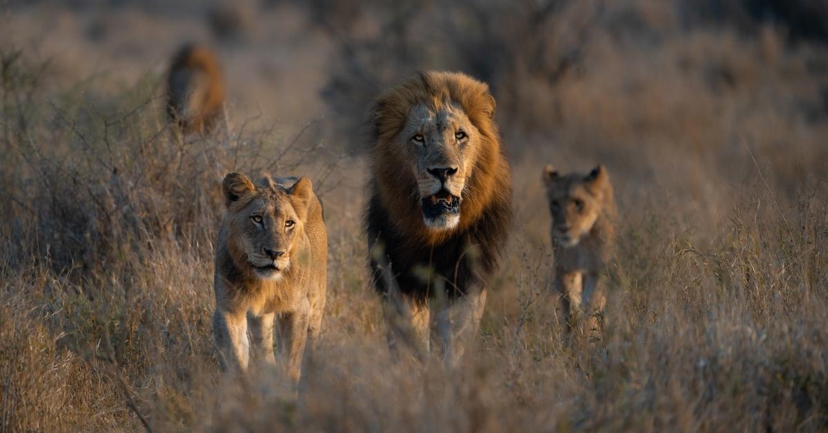 Do Lions Attack Humans? Understanding Their Motives