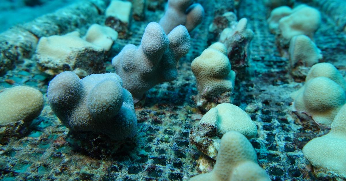 Close-up photograph of lines of growing coral reef pieces.