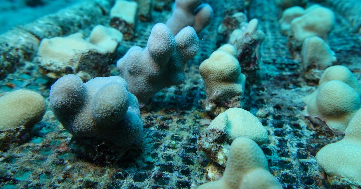 Close-up photograph of lines of growing coral reef pieces. 