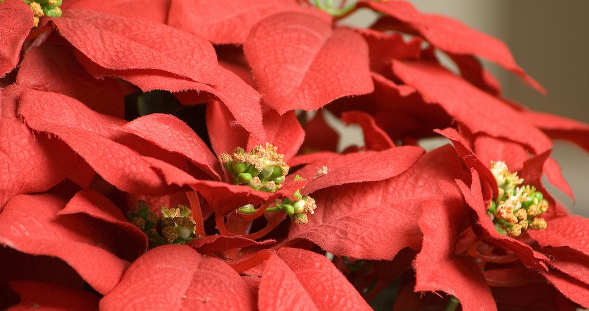 Which Flowers Are Poisonous to Dogs? Pet Owners, Beware