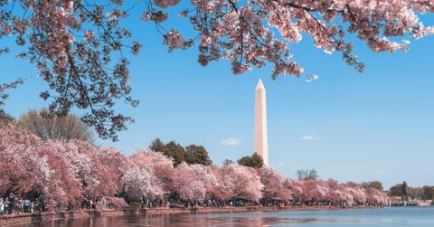 The Washington Monument stands in the distance between a sea of cherry blossom blooms