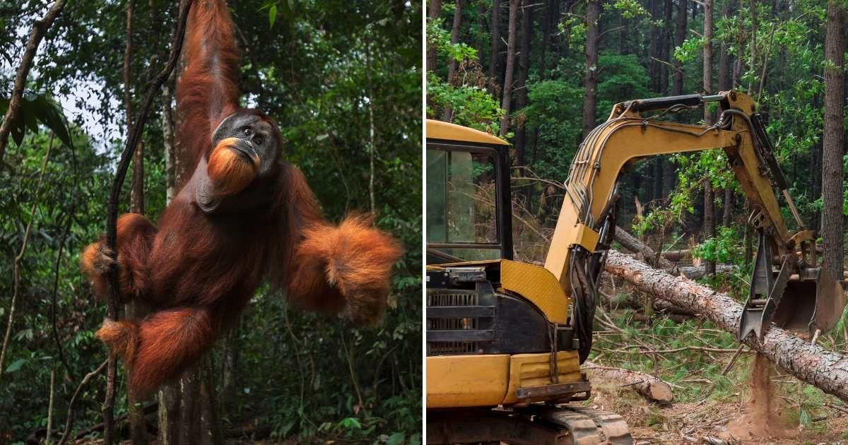 (L) Sumatran male orangutan swinging from a vine in a forest. (R) An excavator felling a tree in a forest. (Representative Cover Image Source: Getty Images | (L) Anup Shah, (R) Photo VS)