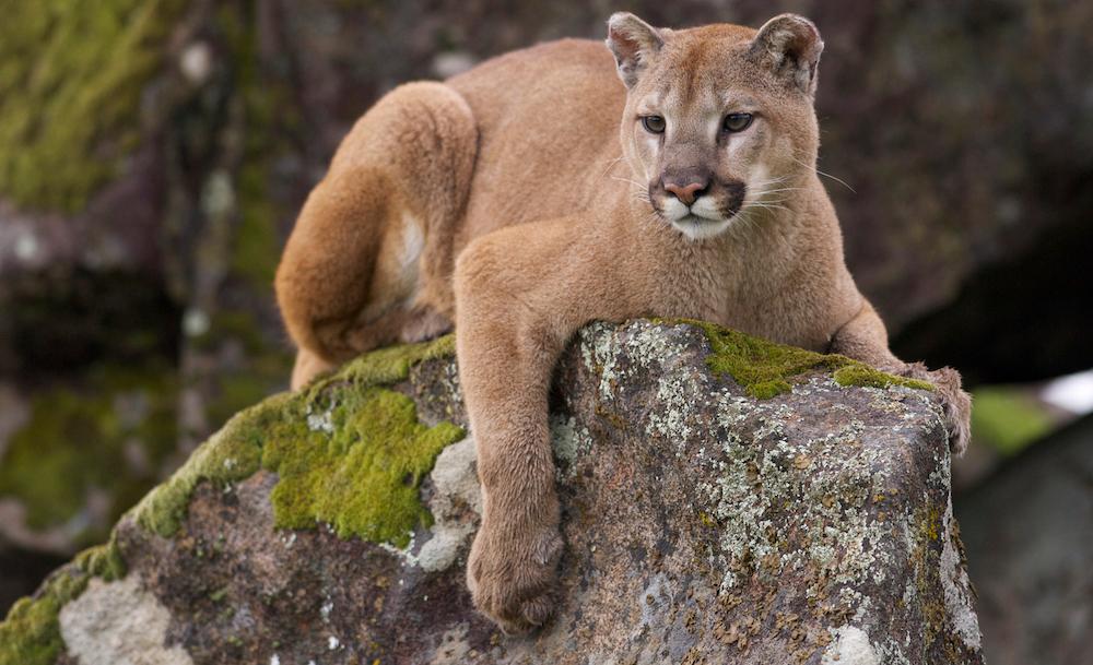 A cougar sitting on a rock.