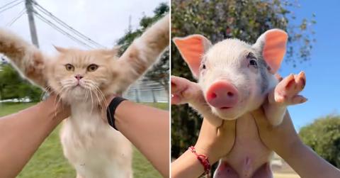 Side-by-side TikTok screenshots of pet parents spinning a cat and a piglet in circles