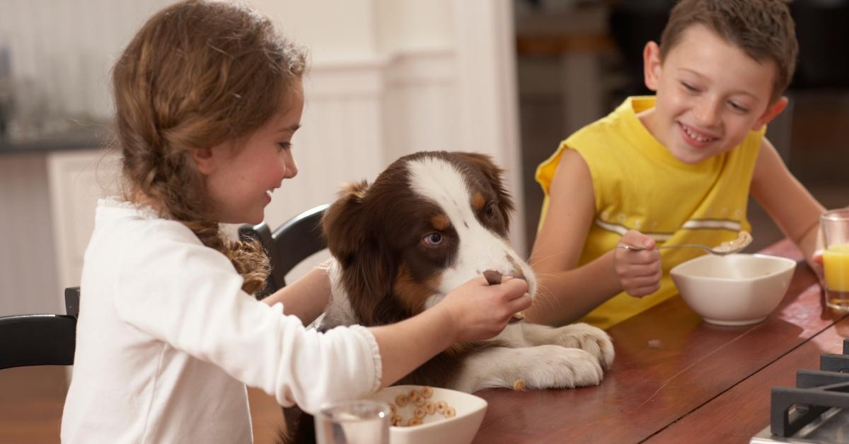 A girl feeding a dog cereal. 