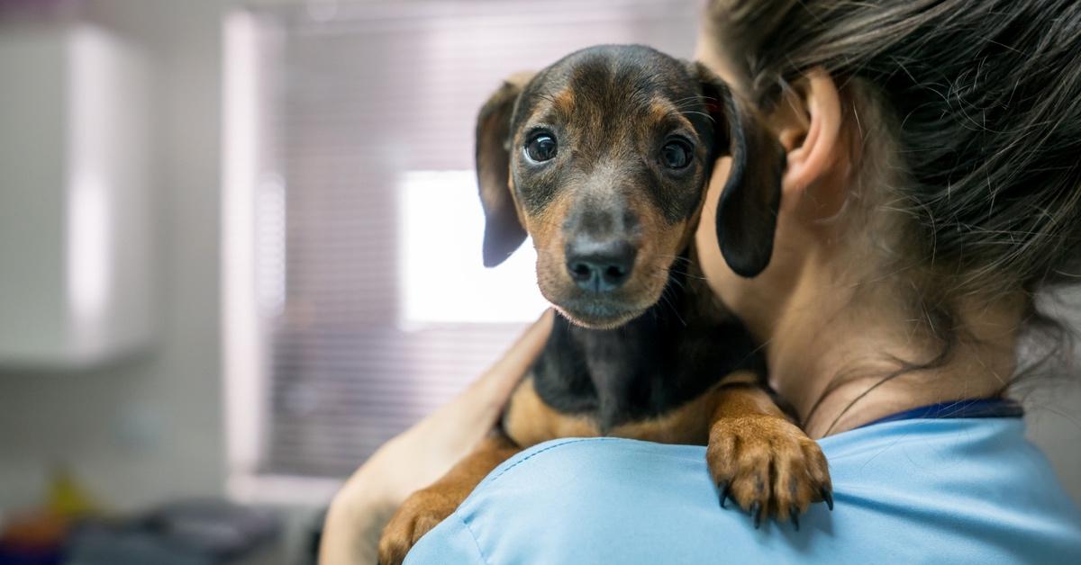 Dog at the vet's office being held