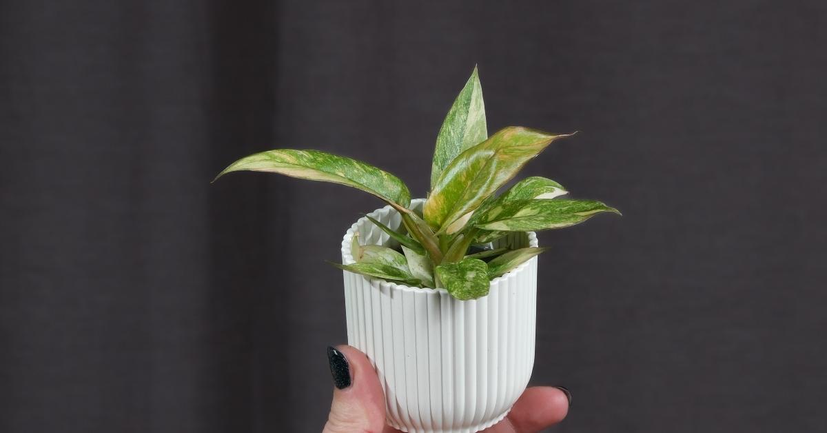 howea plant Kentia Palm Howea Forsteriana House Plant – Plants For All Seasons