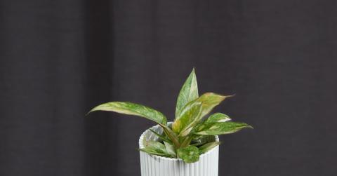 Baby Philodendron Ring of Fire in a white pot