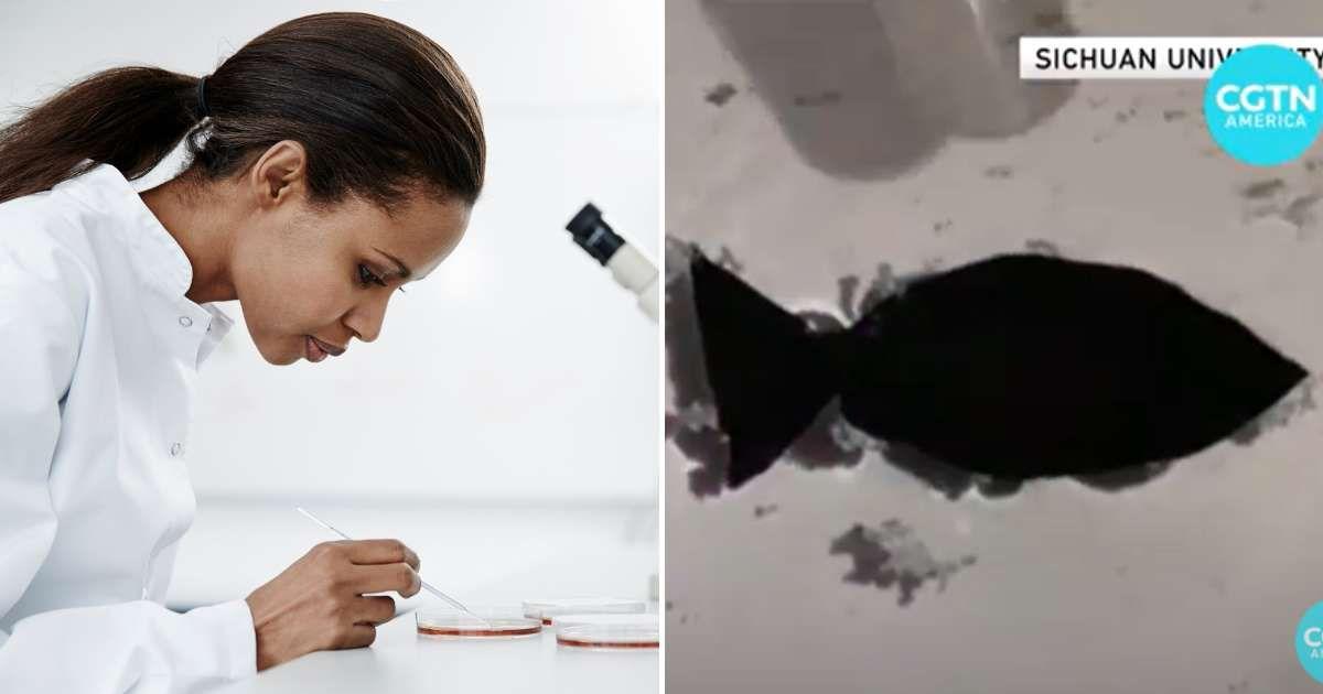 (L) A scientist working on the samples in the lab (Representative Cover Image Source: Getty Images | Solskin) | (R) Robot fish made by scientists of Sichuan University. (Cover Image Source: YouTube | @cgtnamerica)