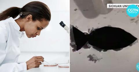 (L) A scientist working on the samples in the lab (Representative Cover Image Source: Getty Images | Solskin) | (R) Robot fish made by scientists of Sichuan University. (Cover Image Source: YouTube | @cgtnamerica)