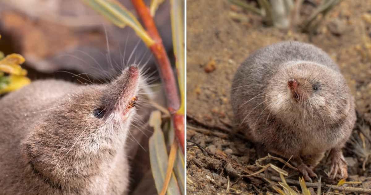 Researchers from California set up pitfall traps to capture the first-ever photograph of shrews. (Cover Image Source: Instagram | @vishalsubramanyan)