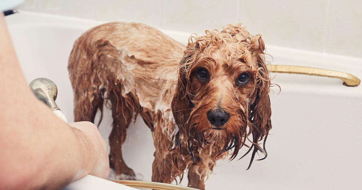 Dog Sprayed by a Skunk