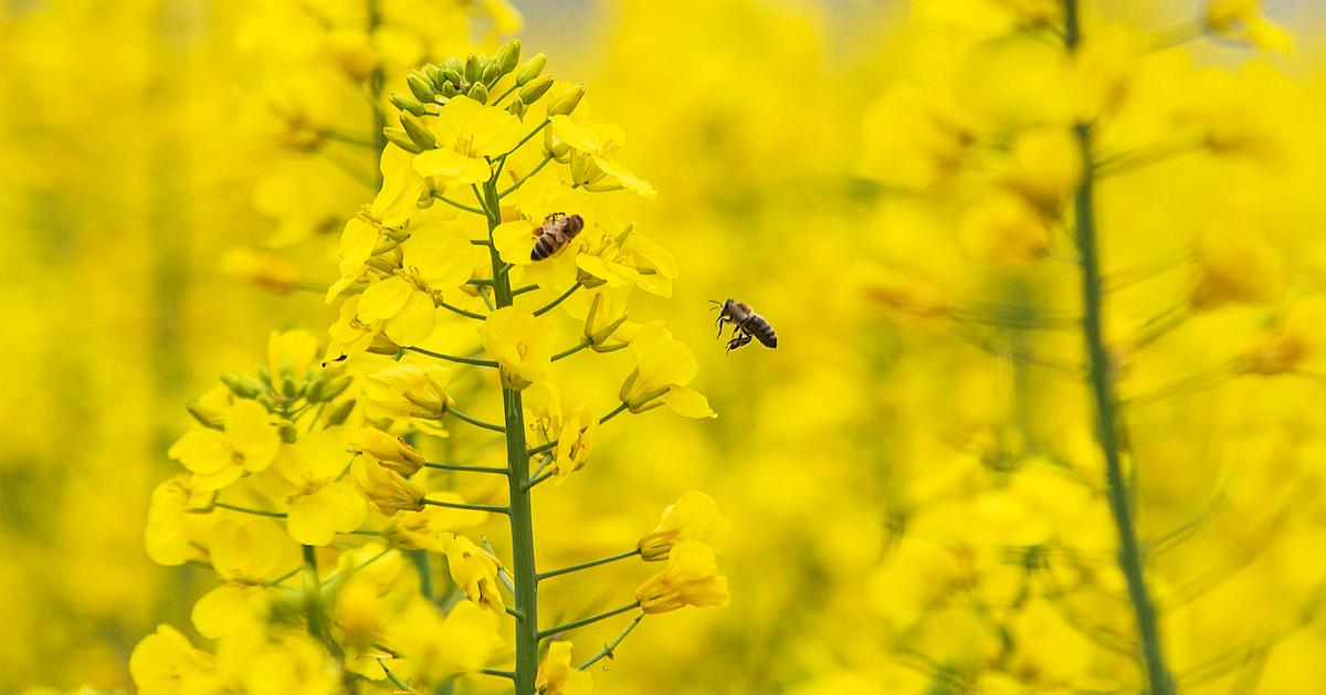 Bee collecting flower pollen