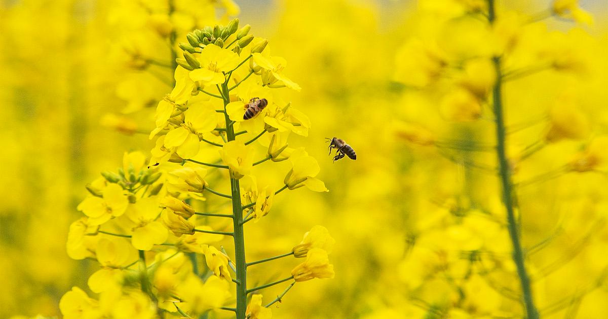 How Long Does the Pollen Season Last?