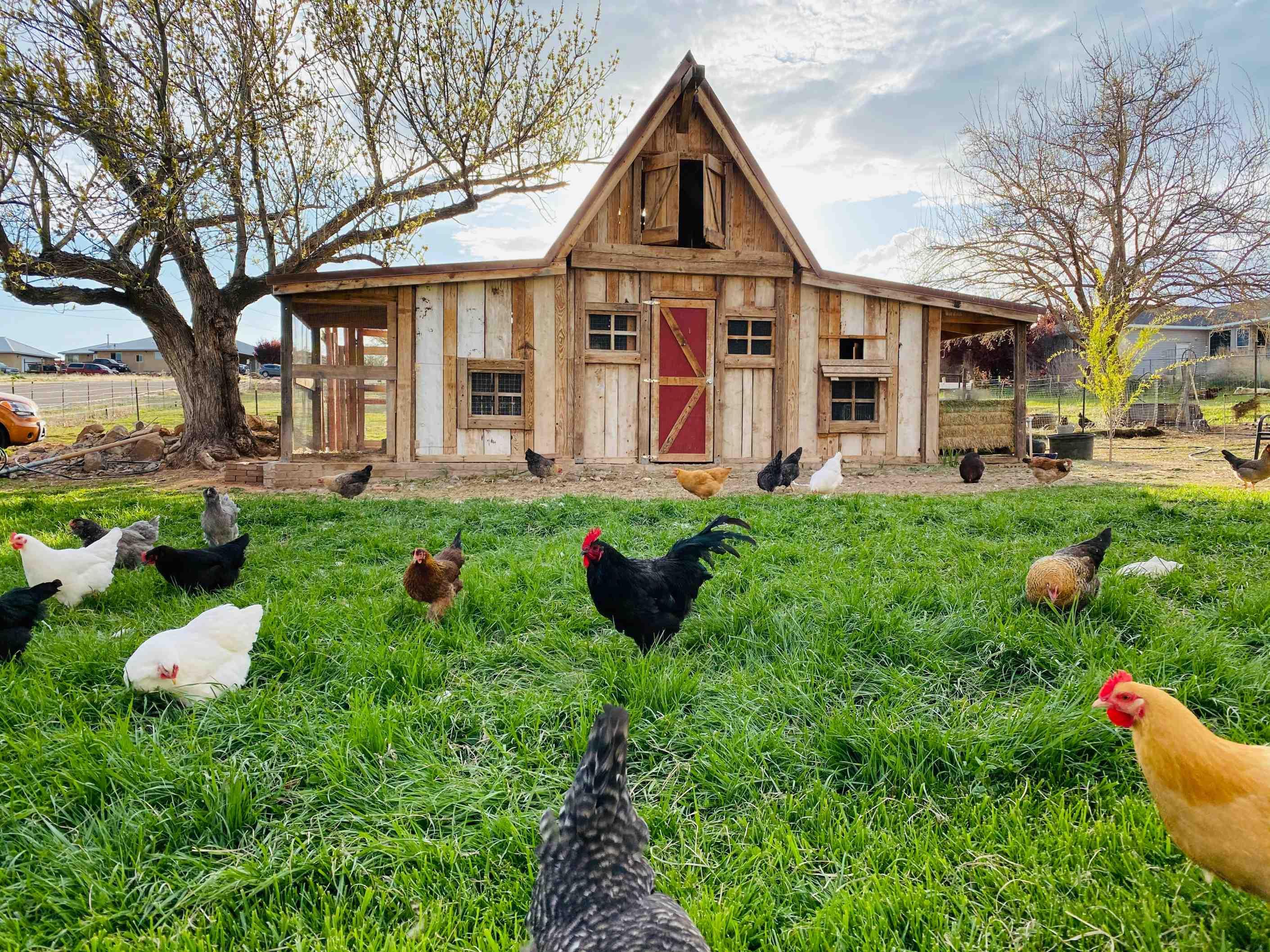 A group of several chickens are pictured on a green grass lawn in front of a chicken coop.