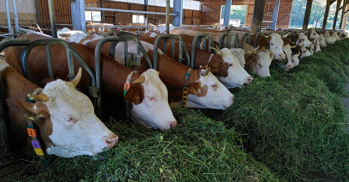 Tagged brown and white cows feed on hay at a cattle farm
