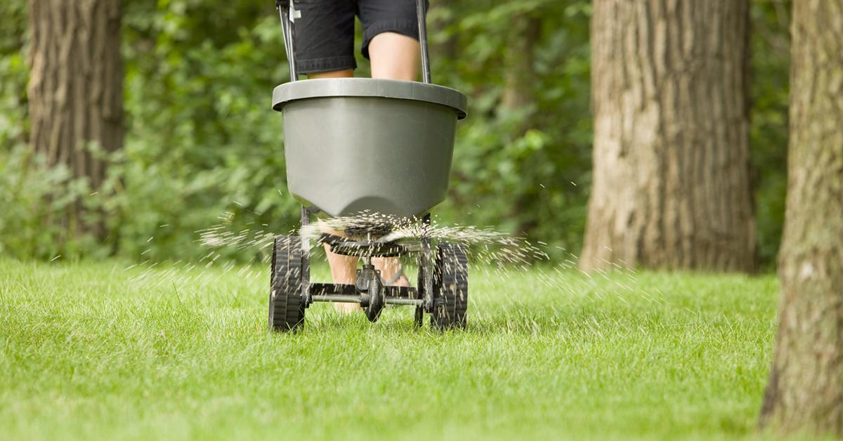 fertilizer burn grass