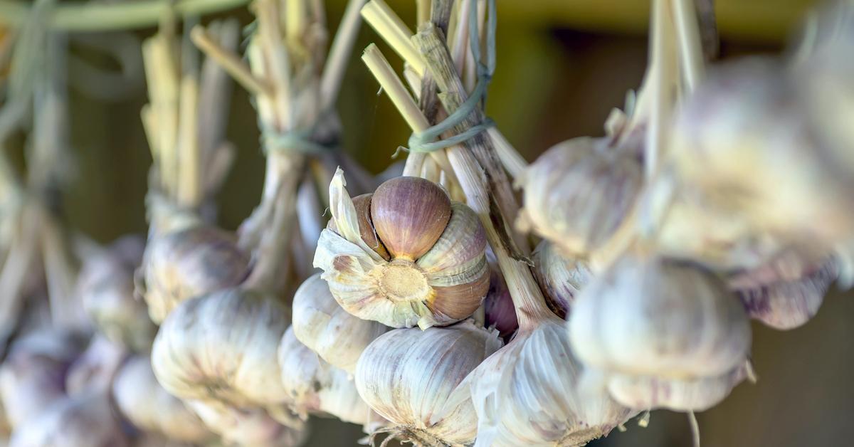 garlic harvesting